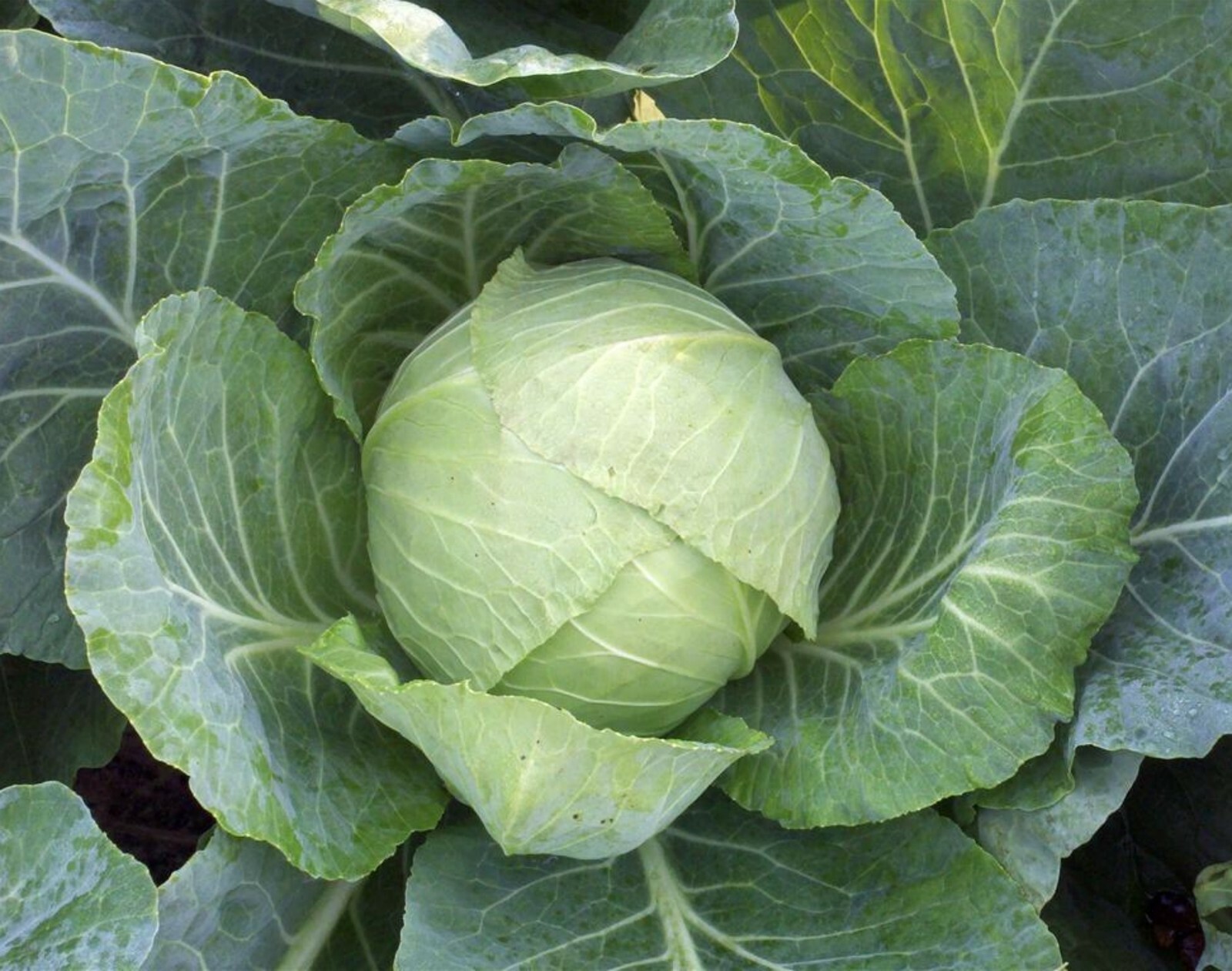 Cabbage Seeds- Copenhagen Market Heirloom- 1,000+ 2021 Seeds