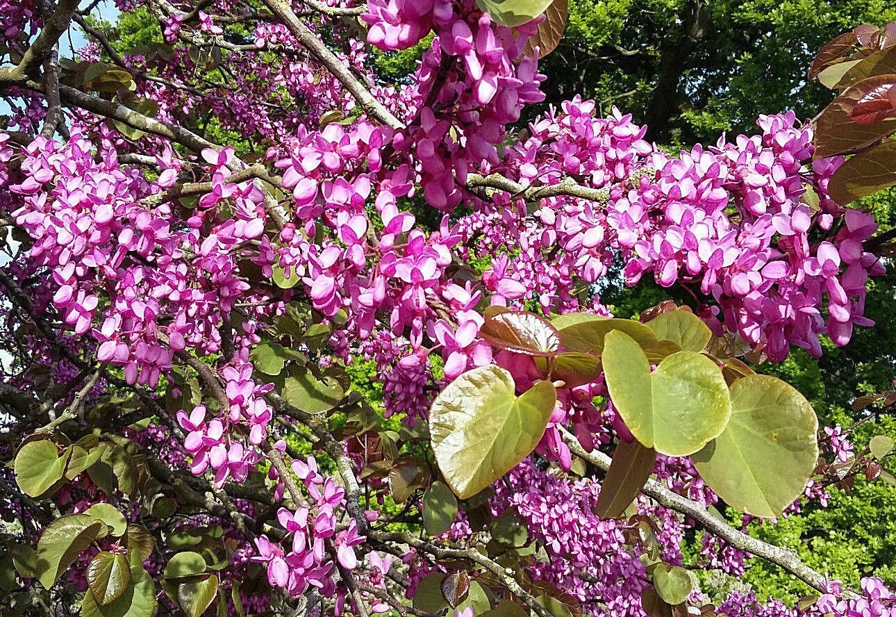 Judas Tree Seeds (Cercis Siliquastrum) Mediterranean Redbud Flowers (15 Seeds)