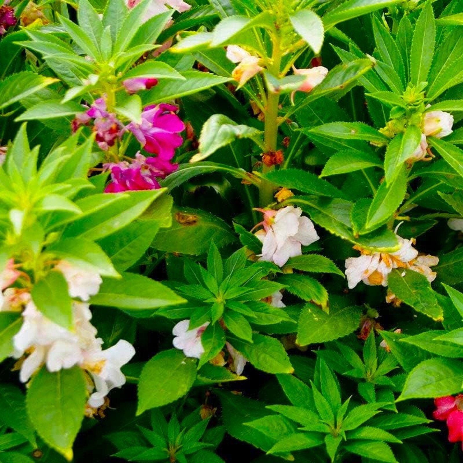 Beautiful Balsam Seeds Impatiens Seeds 50 Seeds BUY 4 GET FREE SHIPPING!!!!!!!