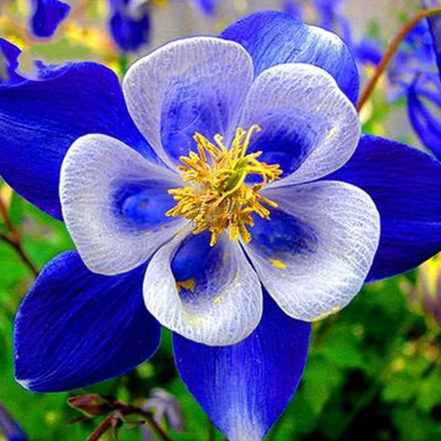 Blue Rocky Mountain Columbine (Aquilegia caerulea). 50 Seeds. Free Shipping!