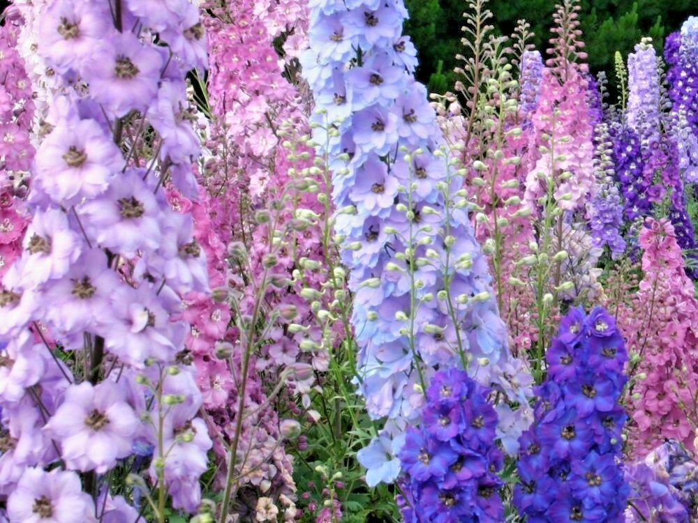 601+LARKSPUR Rocket IMPERIAL Mix Seeds Native Wildflower Cut Flowers Pollinators