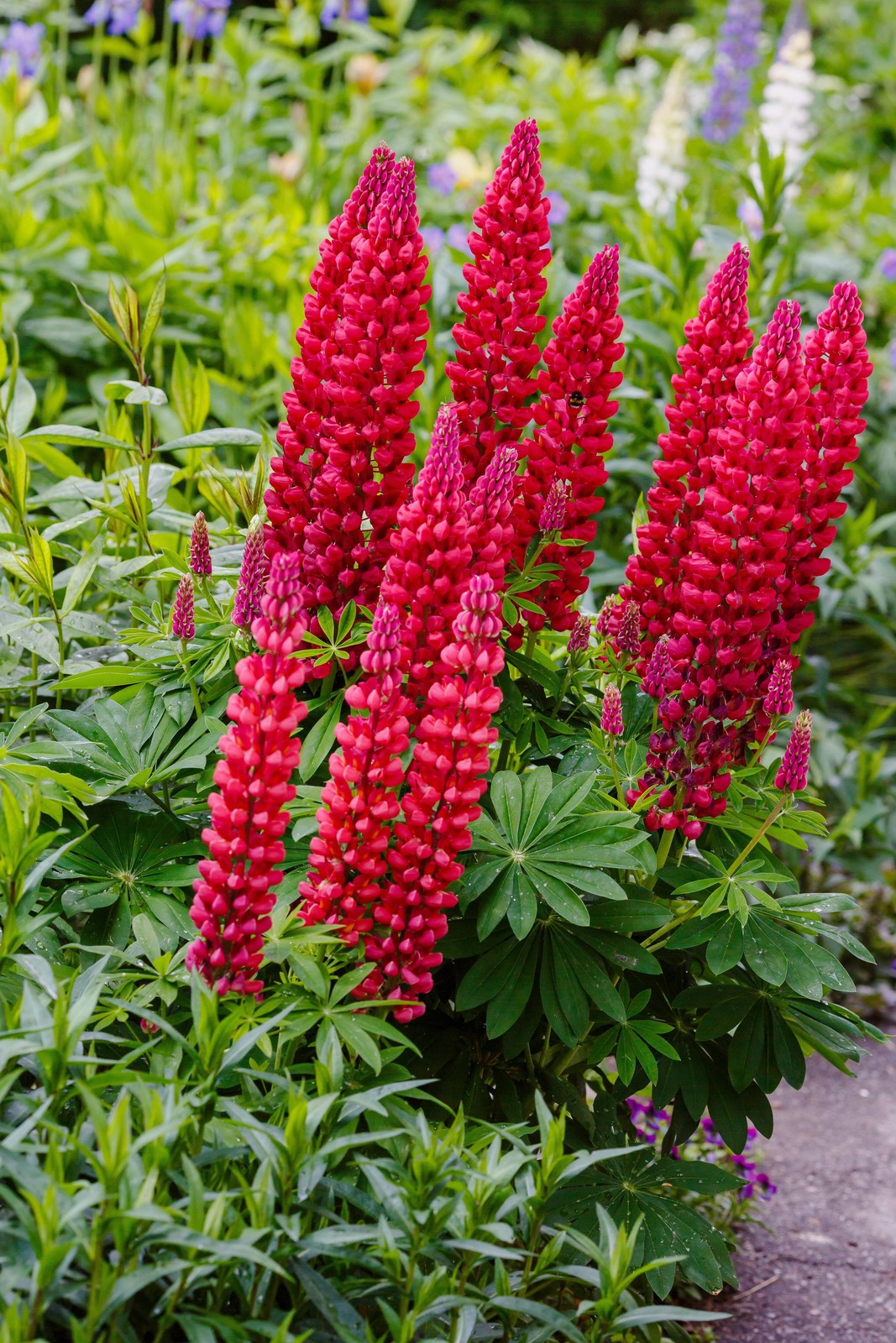 75 Mixed Colors RUSSELL LUPINE Bigleaf Lupinus Polyphyllus Flower Seeds