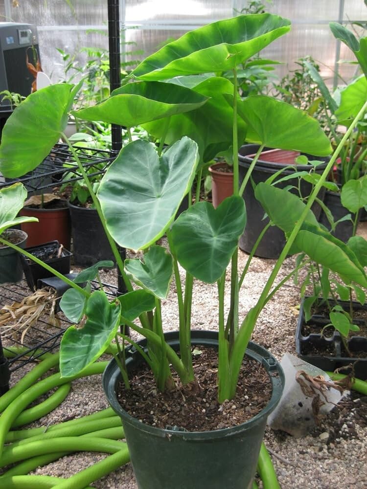 5 Taro Root Bulbs Elephant Ear Edible Aquatic Marginal Bog Pond Live Plant Fresh