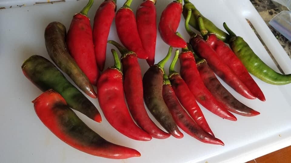 Organic Sweet Paprika PEPPER, Fuscher Paprika -30 Heirloom Seeds