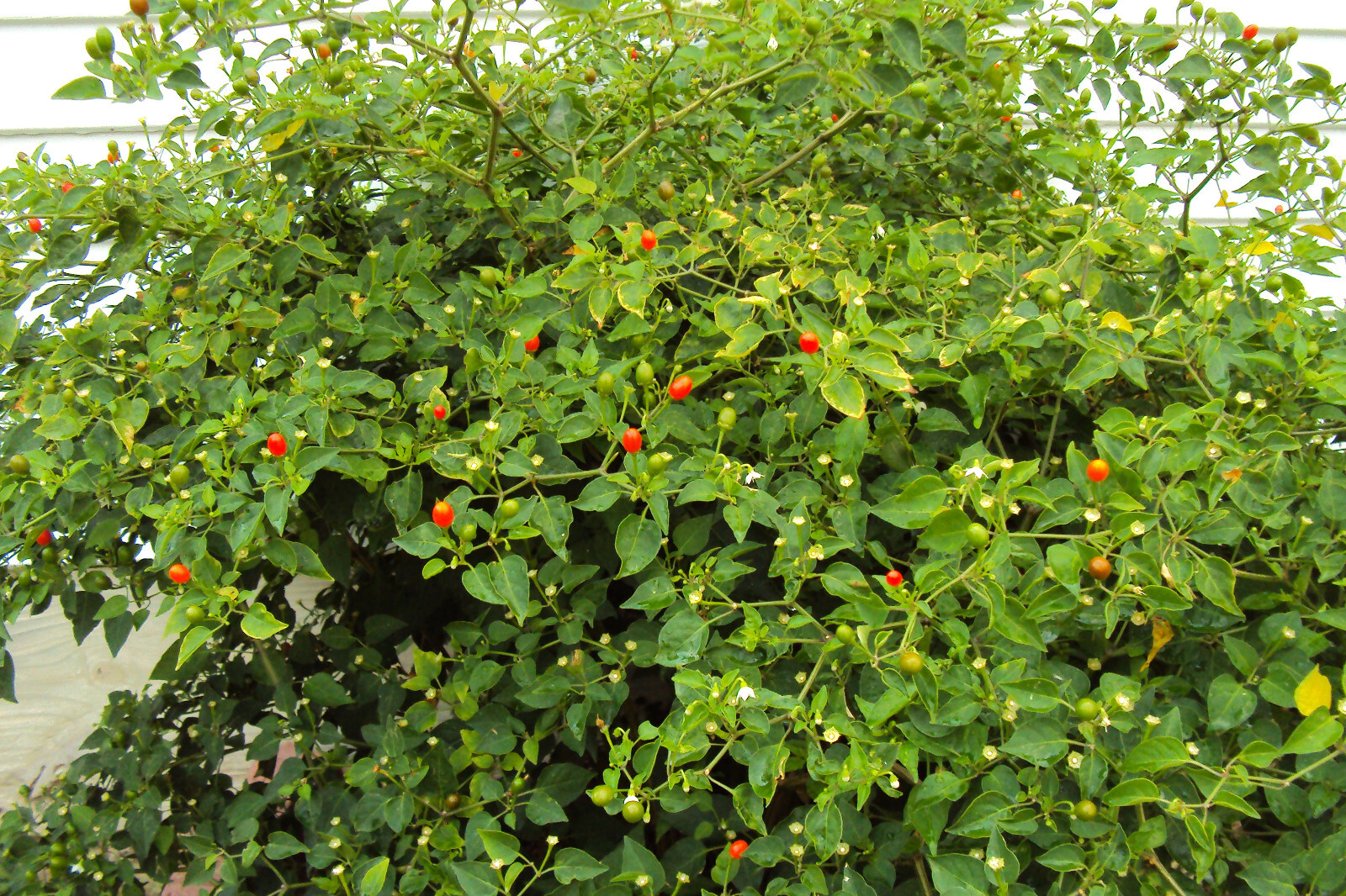 Chiltepin Bird’s Eye Wild Chili Heirloom Pepper 50 Premium Seeds – VERY HOT
