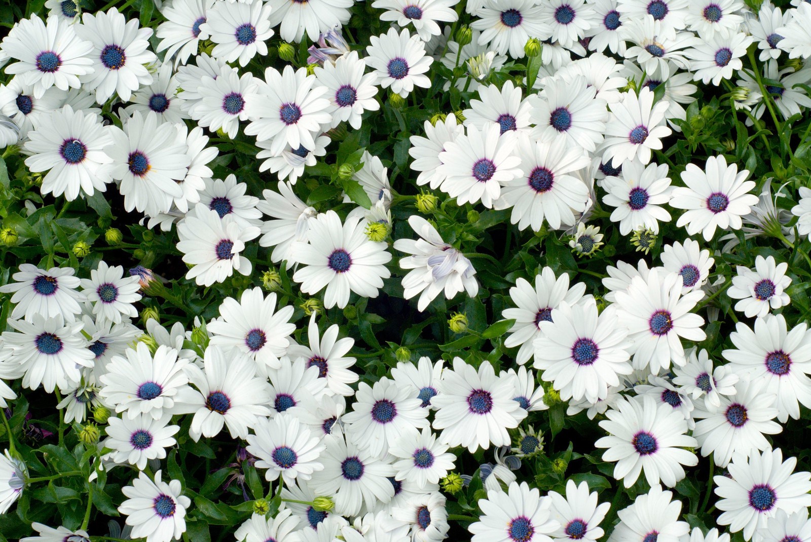 White Cape Daisy 100 Seeds Free Shipping!
