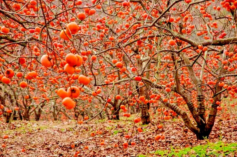 20 JAPANESE PERSIMMON TREE SEEDS (Diospyros Kaki) Asia Hardy Garden Fruit Plant