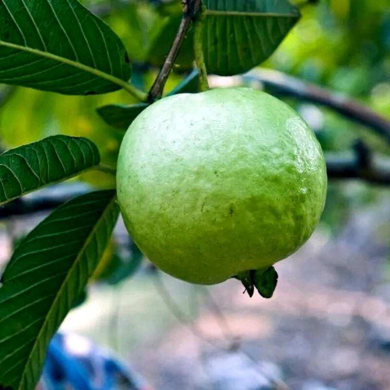 20 Lemon Apple Guava Tree Fruit Seeds ‘Ruby Supreme’ Plant (Psidium guajava)