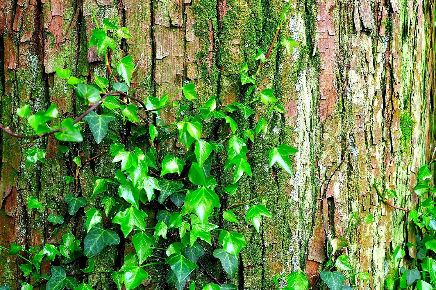 50 Japanese Ivy Seeds for Planting – Easy to Grow Creeping Ivy Vine – From Iowa