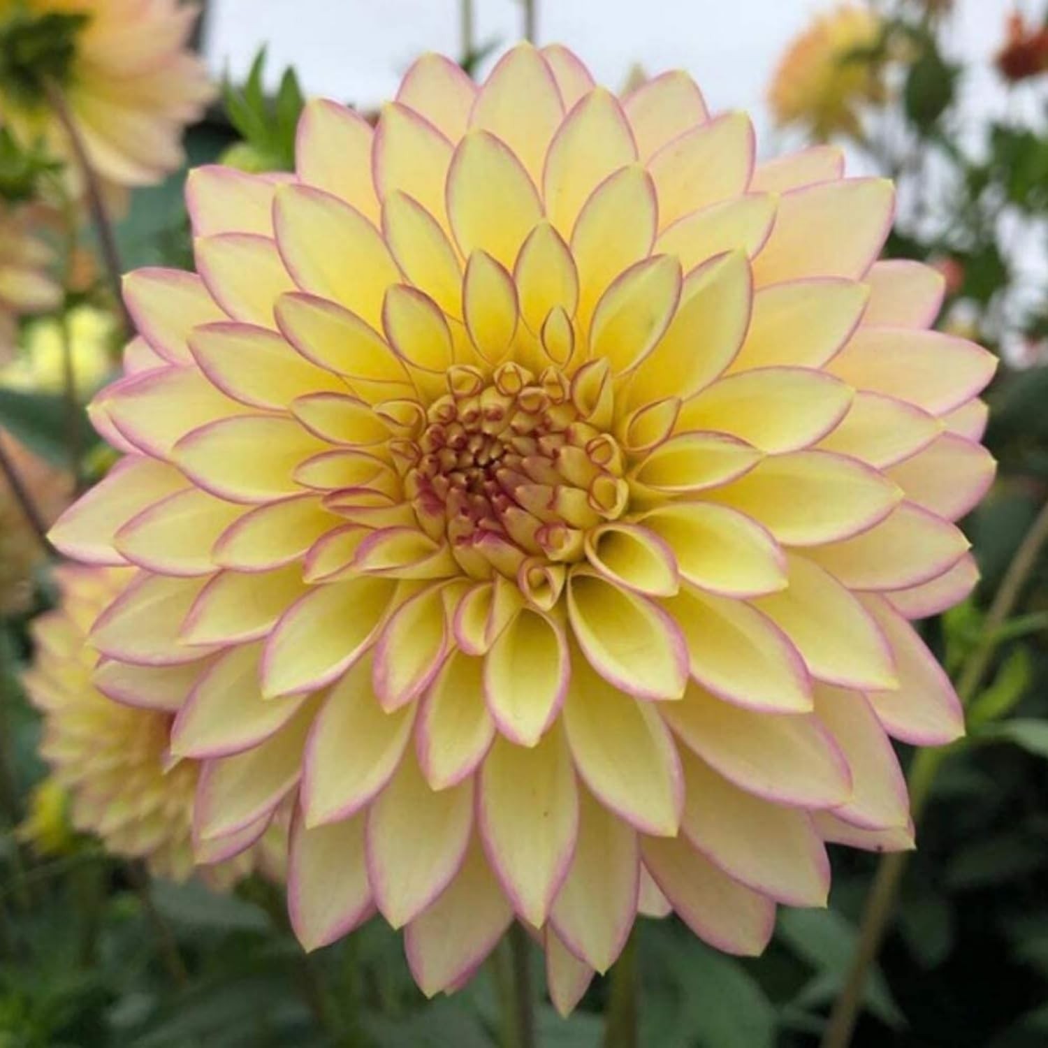 350pcs Mixed Dahlia Flower Seeds for Planting- Non-GMO Heirloom, Multi-Color Pom