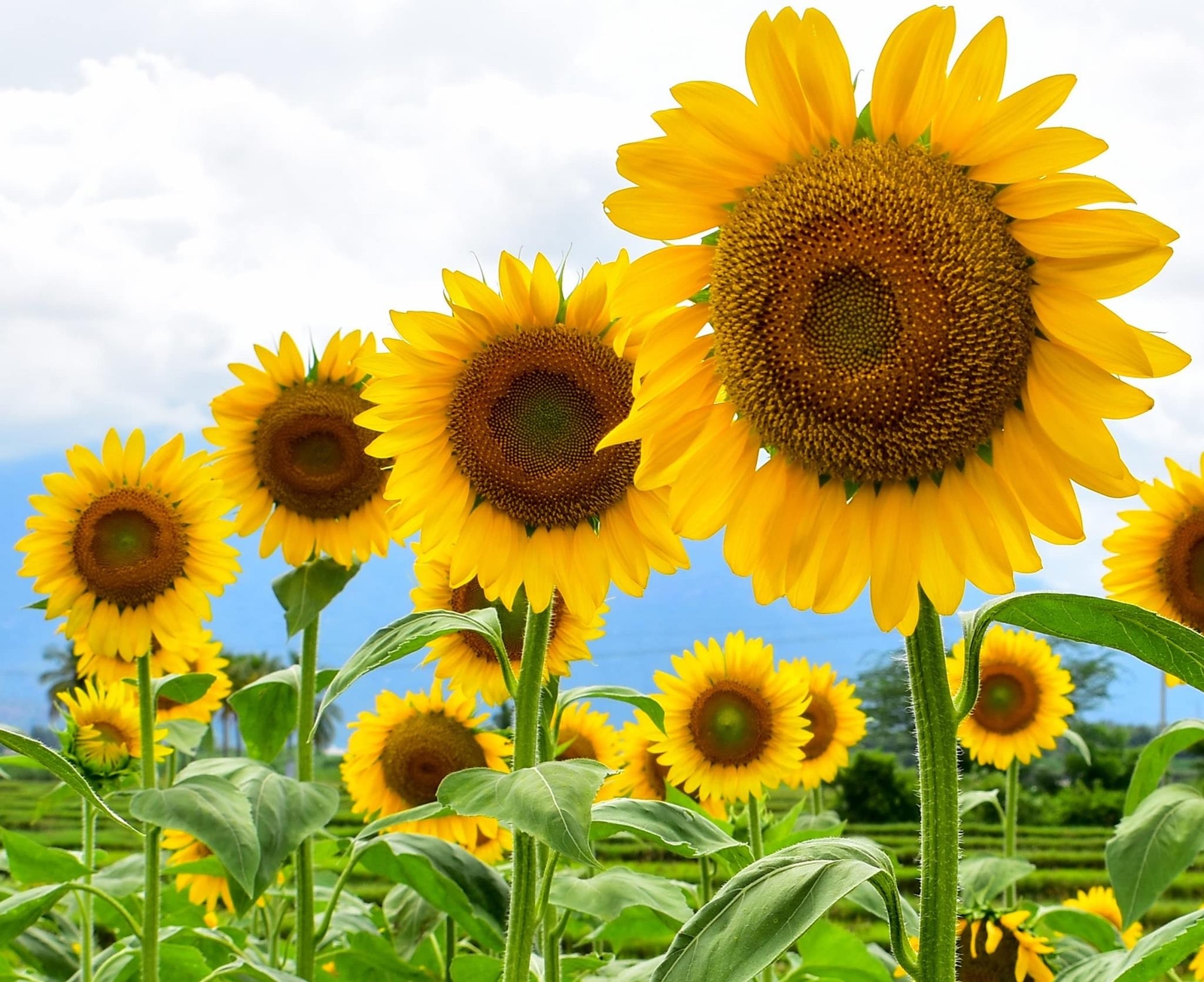 Large Mammoth Grey Stripe Sunflower Seeds for Planting (Helianthus annuus) These