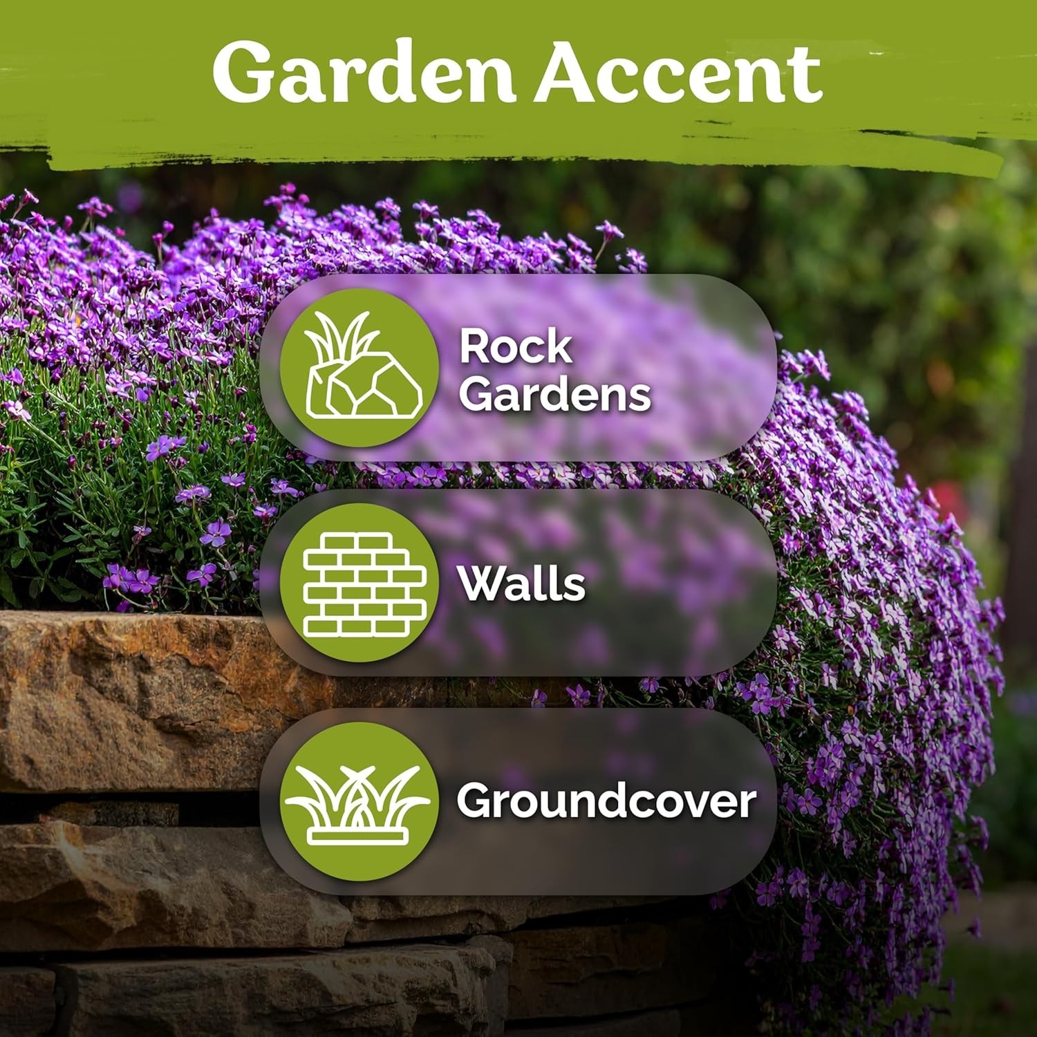 High Germination Aubrieta Seeds – 1,000 Count Purple Rock Cress for Outdoors