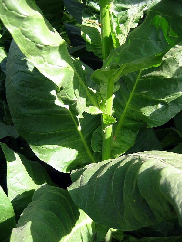 1000 Corojo 99 Tobacco Seeds ~ Wrapper Leaf Heirloom Non-GMO Nicotiana Tabacum