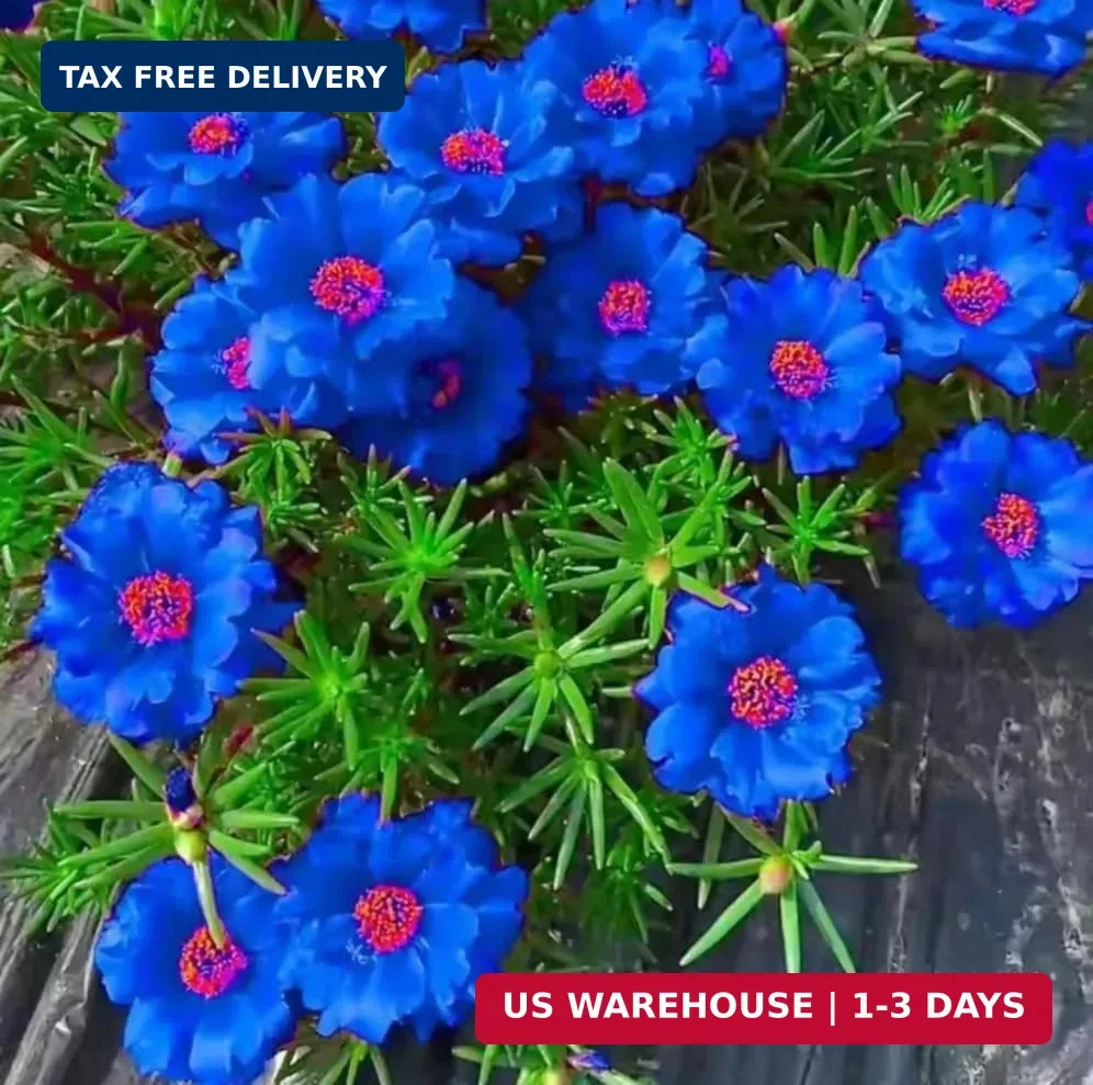 20000+ Moss Rose Flowers Seeds for Planting Outdoor-Portulaca Grandiflora Rose O