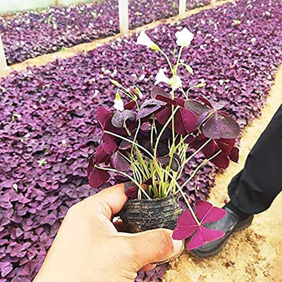 Oxalis Triangularis – 10 Purple Shamrock Bulbs for Indoor & Outdoor Elegance