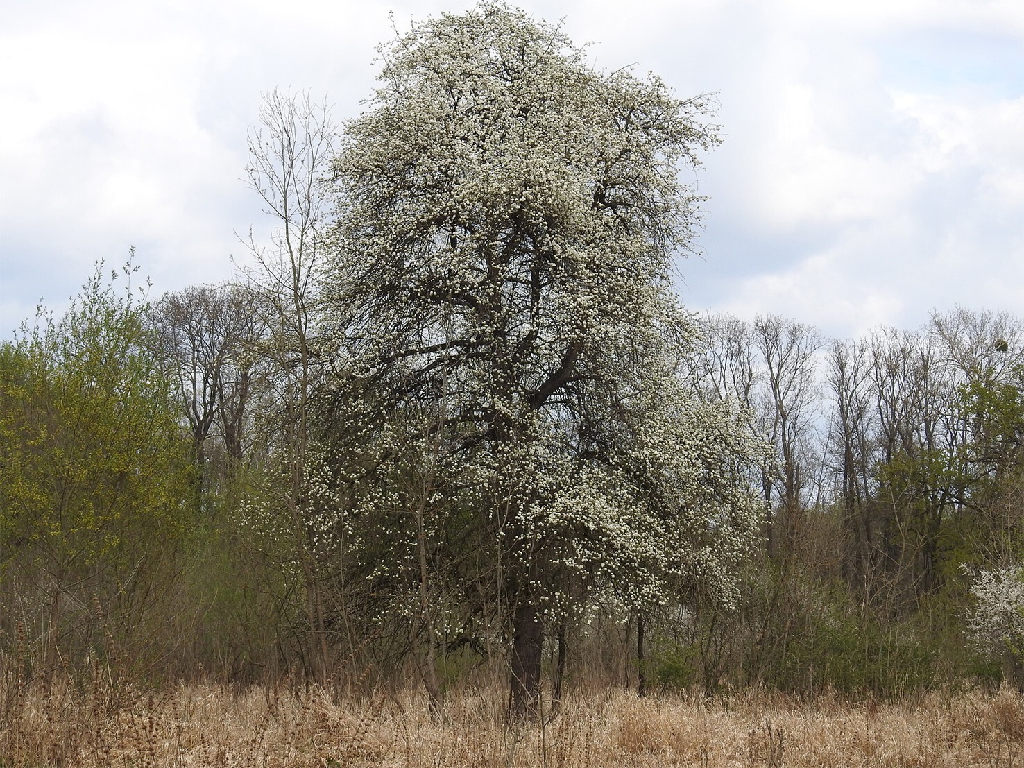 The Pear Tree | Premium Seeds | Pyrus communis ‘Fruit’ | Plants’®
