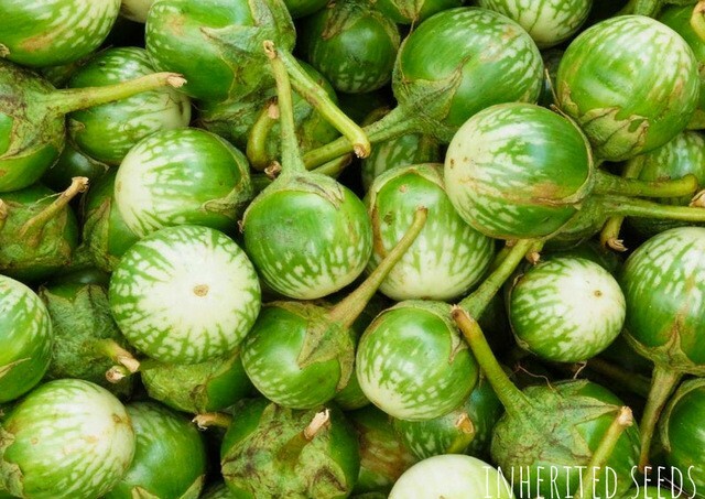 EGGPLANT THAI (PETCH SIAM / MATTI GULLA) 30+ seeds 100% Organic, Grown in USA