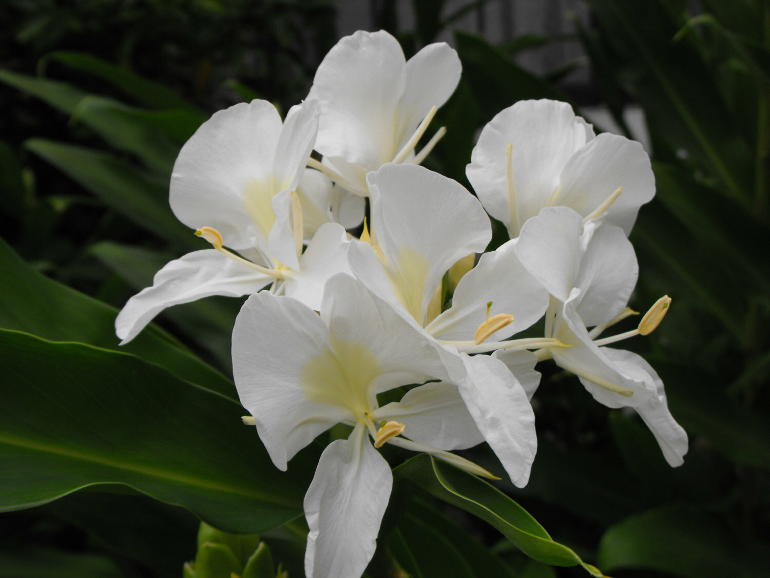 HAWAIIAN WHITE GINGER HEDYCHIUM CORONARIUM STARTER PLANT ROOT – 1 ROOT PER PACK