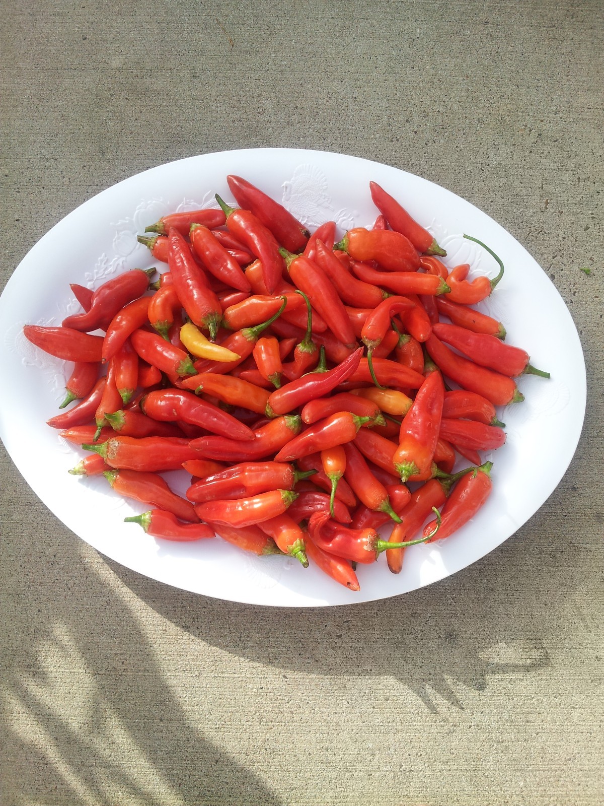 75+ Fushimi Pepper Seeds Authentic Asian Togarashi Prolific Heirloom NON-GMO