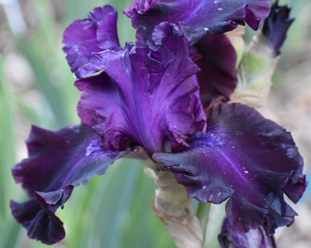 private listing ‘ Tall Bearded Iris Rhizome PRE-SALE to Ship Aug/Sept