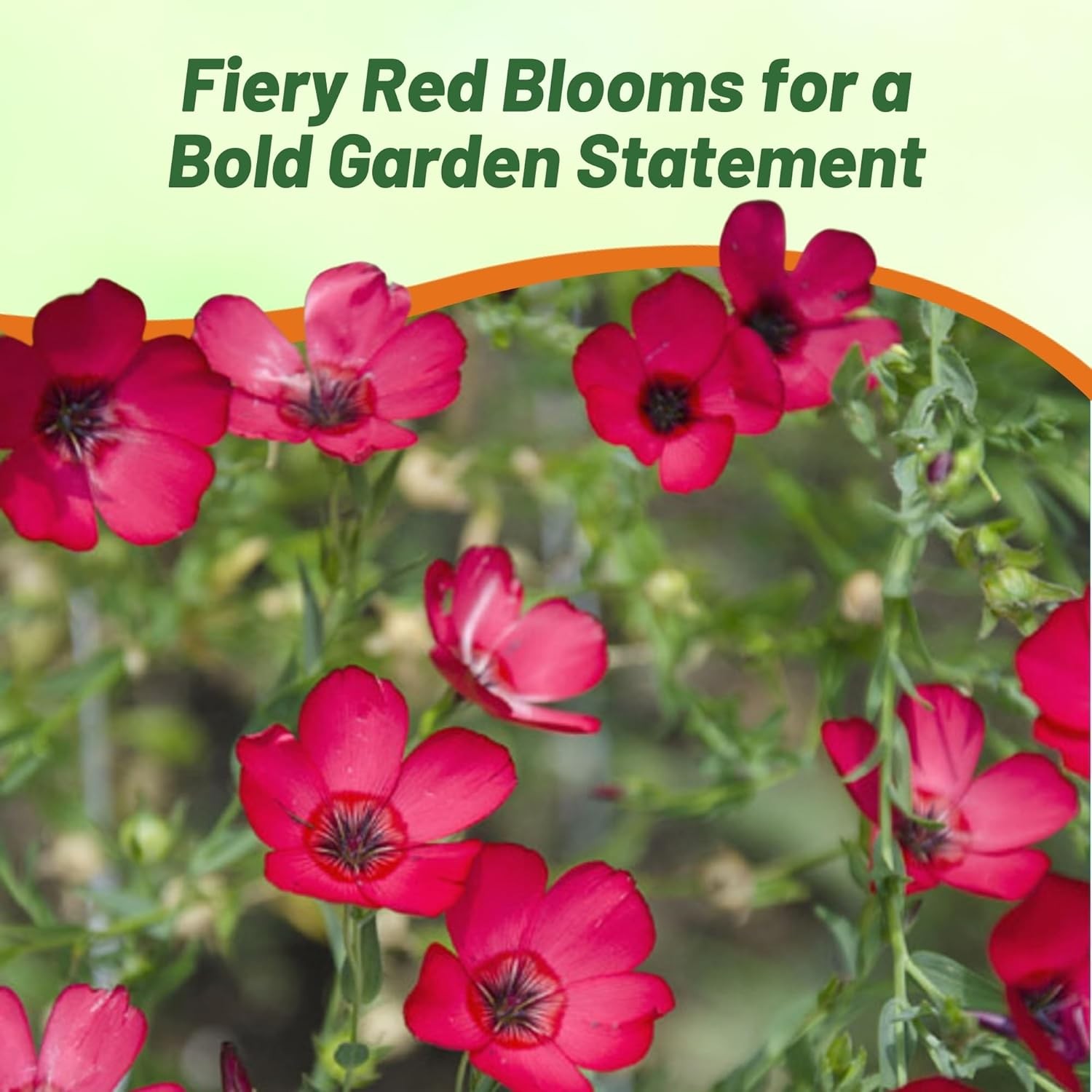 5 LBS Drought Tolerant Linum Rubrum Scarlet Flax Wildflower Seed
