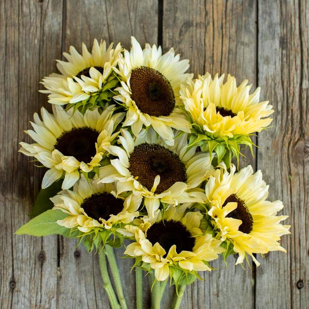 Premium Pro-Cut White Nite Sunflower Seeds | Heirloom Non-GMO | Flower Seeds
