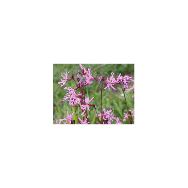 Lychnis Flos – Cuculi Nana seed