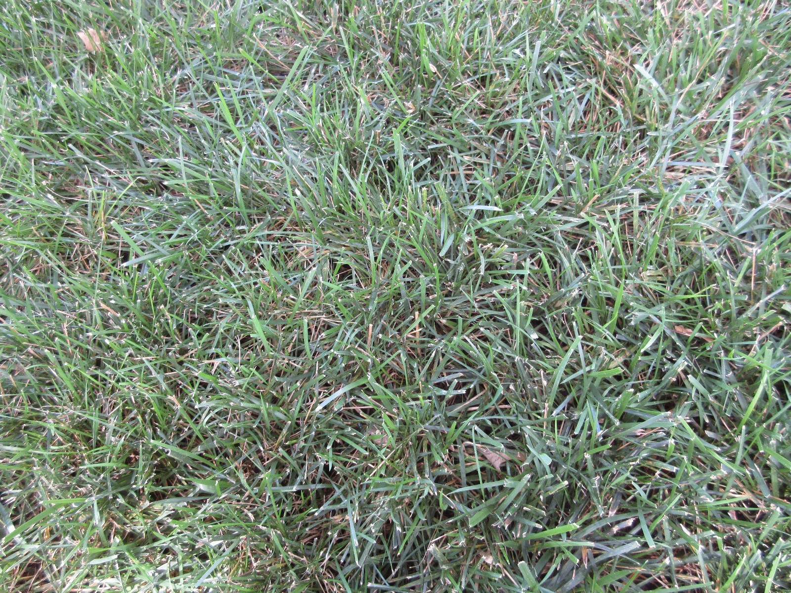 FALCON IV TURF TYPE FESCUE Grass Seed Disease Resistant Deep Green Color & Hardy