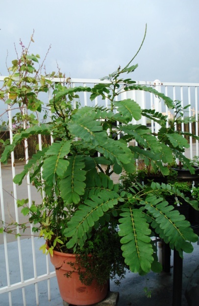 Candle Bush, (Senna alata), Cassia alata, Shrub Seeds