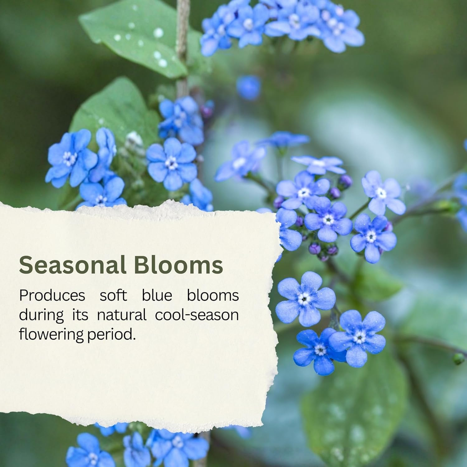 Forget-Me-Not Seeds (Chinese Blue) – 5,000+ Seeds – 1 Oz Bulk Extra Large Packet