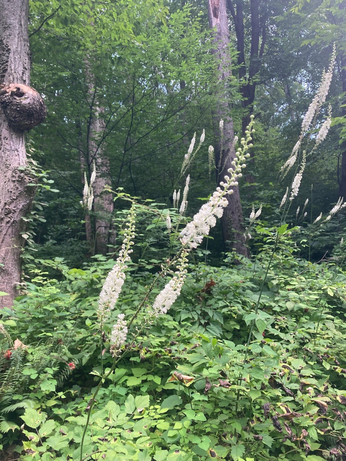 2 Black Cohosh Dormant Bare Root~Bugbane, Snakeroot ~Wild Woodland~Winter Hardy