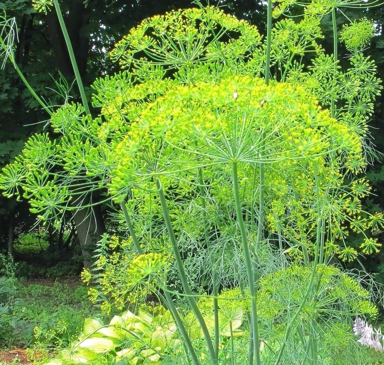 Dill Bouquet, Vanderbilt, Heirloom, NON-GMO, Easy Grow Herb, FREE SHIPPING