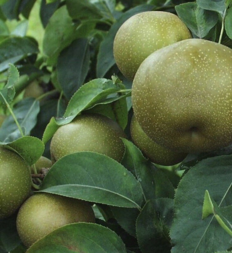 4-5 ft tall Korean Giant Asian Pear Tree, grafted plant, bare root