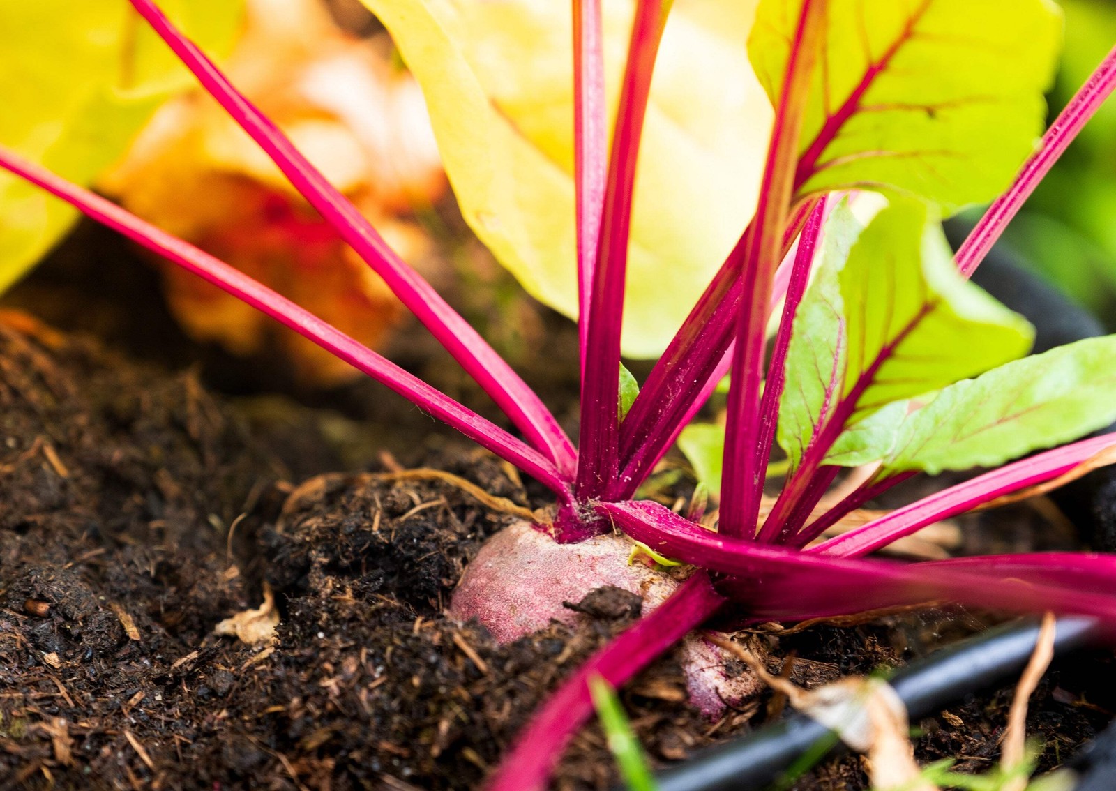 250 EARLY WONDER BEET Beta Vulgaris Vegetable Seeds