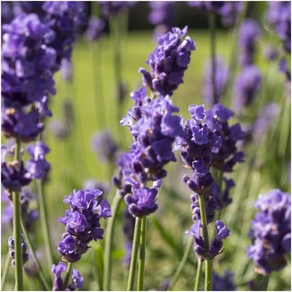 Vera Lavender Seeds For Planting “True English” (Lavandula angustifolia)