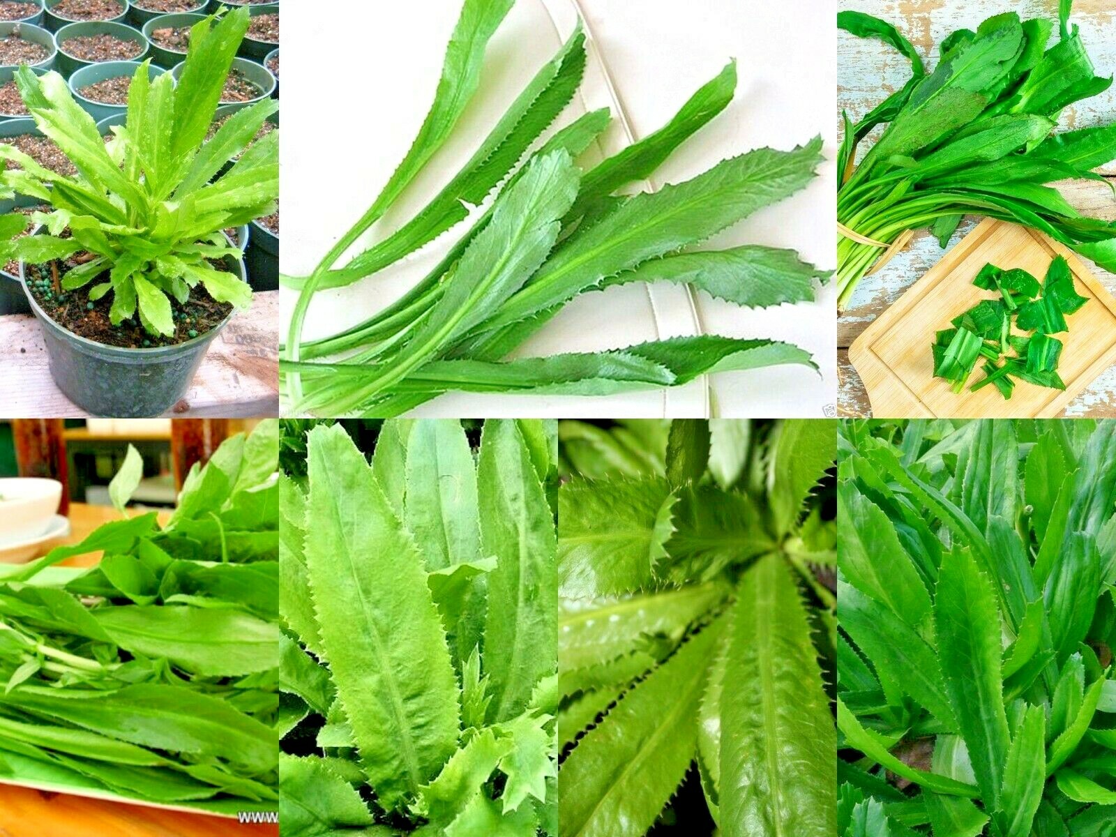 2500+ RECAO CULANTRO SEED USA Coriander Ngo Gai 芫茜 Chadon Beni LOT Herb Seeds