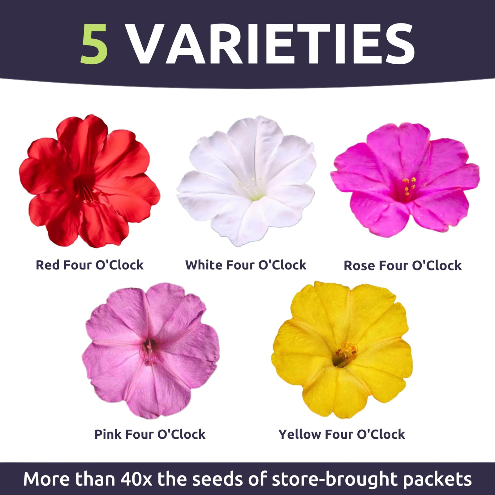 Mixed Color Flower Seeds – 1/4 Pound Bulk Pouch – 1,250 Planting Seeds