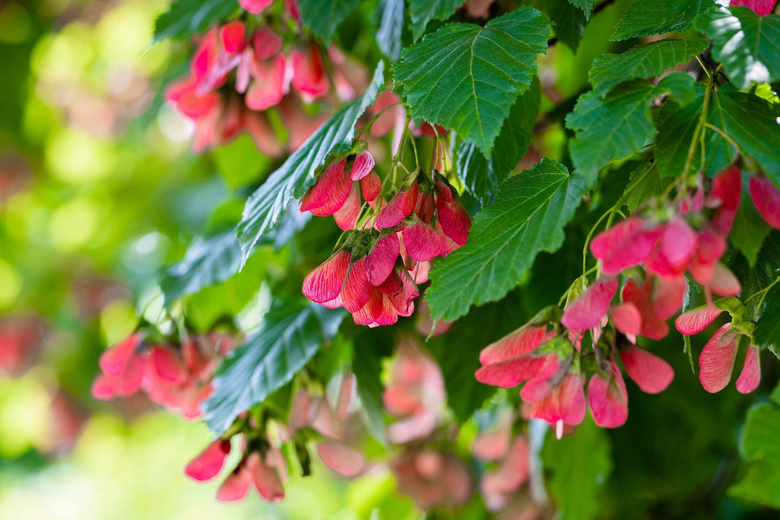 20 Tartarian FLAME MAPLE TREE Red Acer Tartaricum Seeds