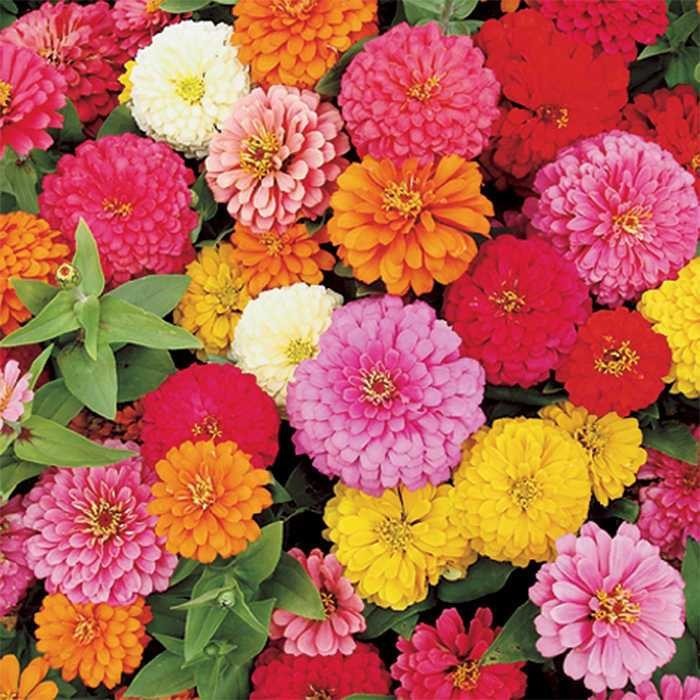 ZINNIA Elegans Flower Seeds * PUMILA MIX * Dahlia Bouquet Heirloom Seed Pick Qty