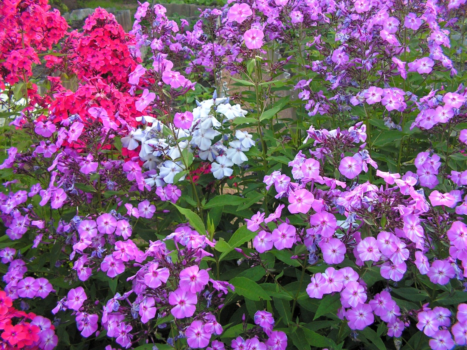Mixed Annual Phlox Seeds – Beautiful Mixed Flowers – Multiple Quantities