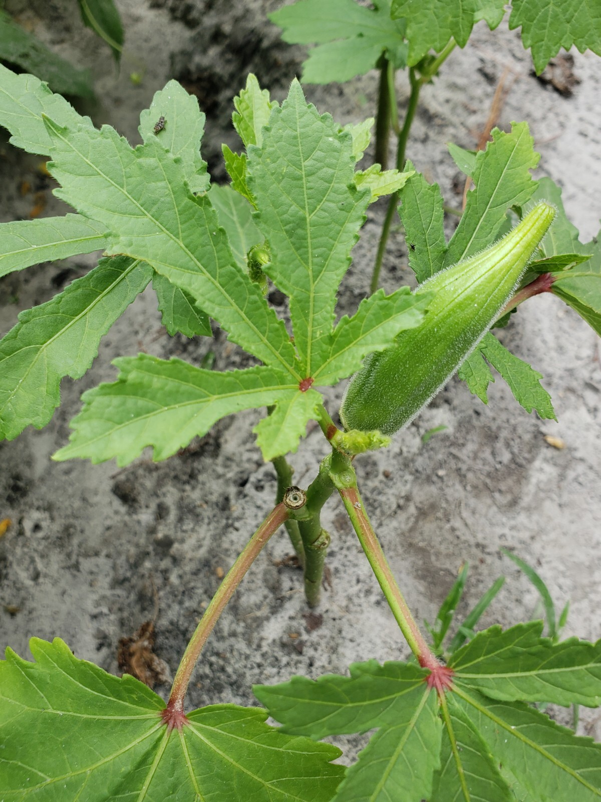 Heirloom, Open Pollinated, Non GMO Garden Seeds