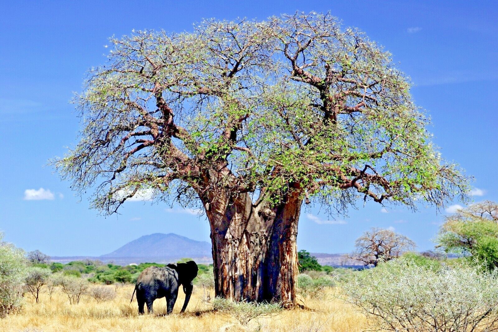 10 Baobab Seeds Adansonia digitata Tree of Life Rare Monkey Bread Bonsai Plant