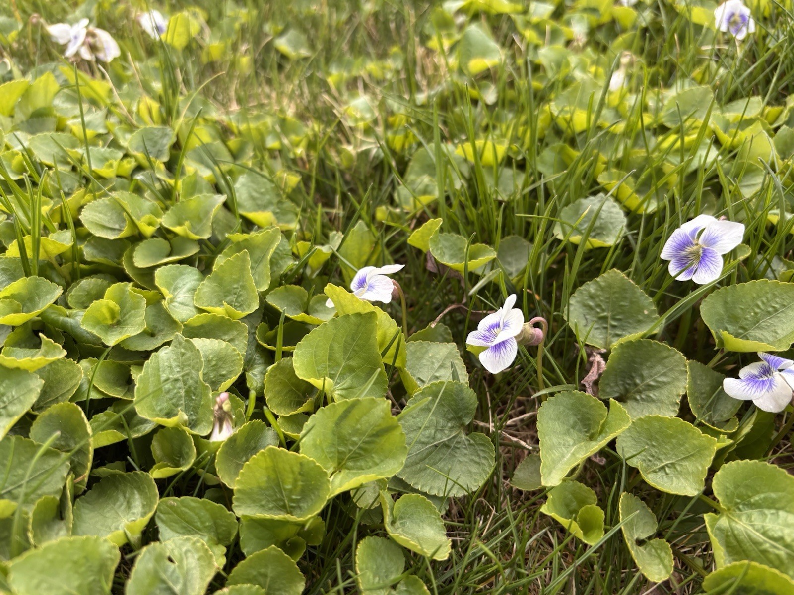 20+ Live White Hardy Violet Viola Plants~Perennial Bare Root Starter~CT Garden