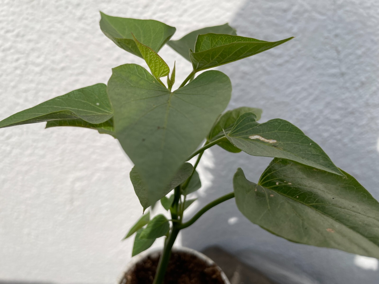 20 Edible Sweet Potato Plant Vine, Beauregard Sweet Potato slip Cuttings