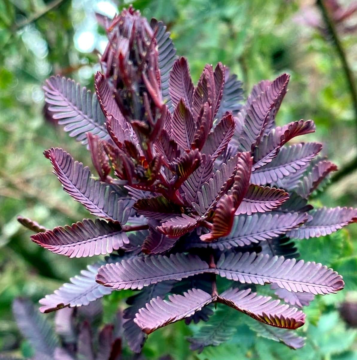 Acacia Baileyana v. Purpurea Tree Seeds “Purple Fern Leaf Mimosa” Yellow Flower