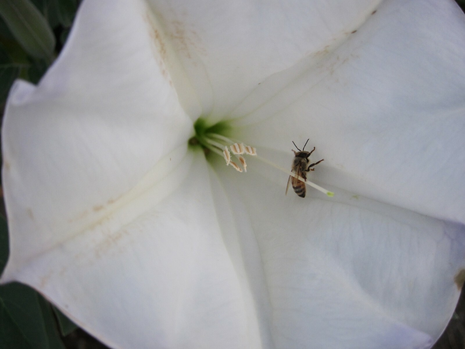 Datura, 150 Seeds, Trumpet Flower, Angel Trumpet, Moon Flower, Sacred Datura