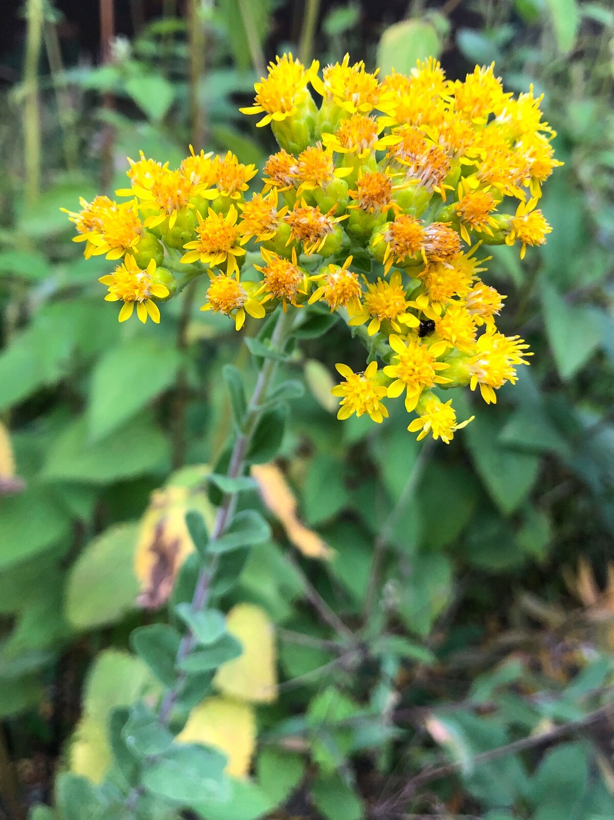 101+STIFF GOLDENROD Seeds Native Wildflower Drought Heat Cold Autumn Flowers