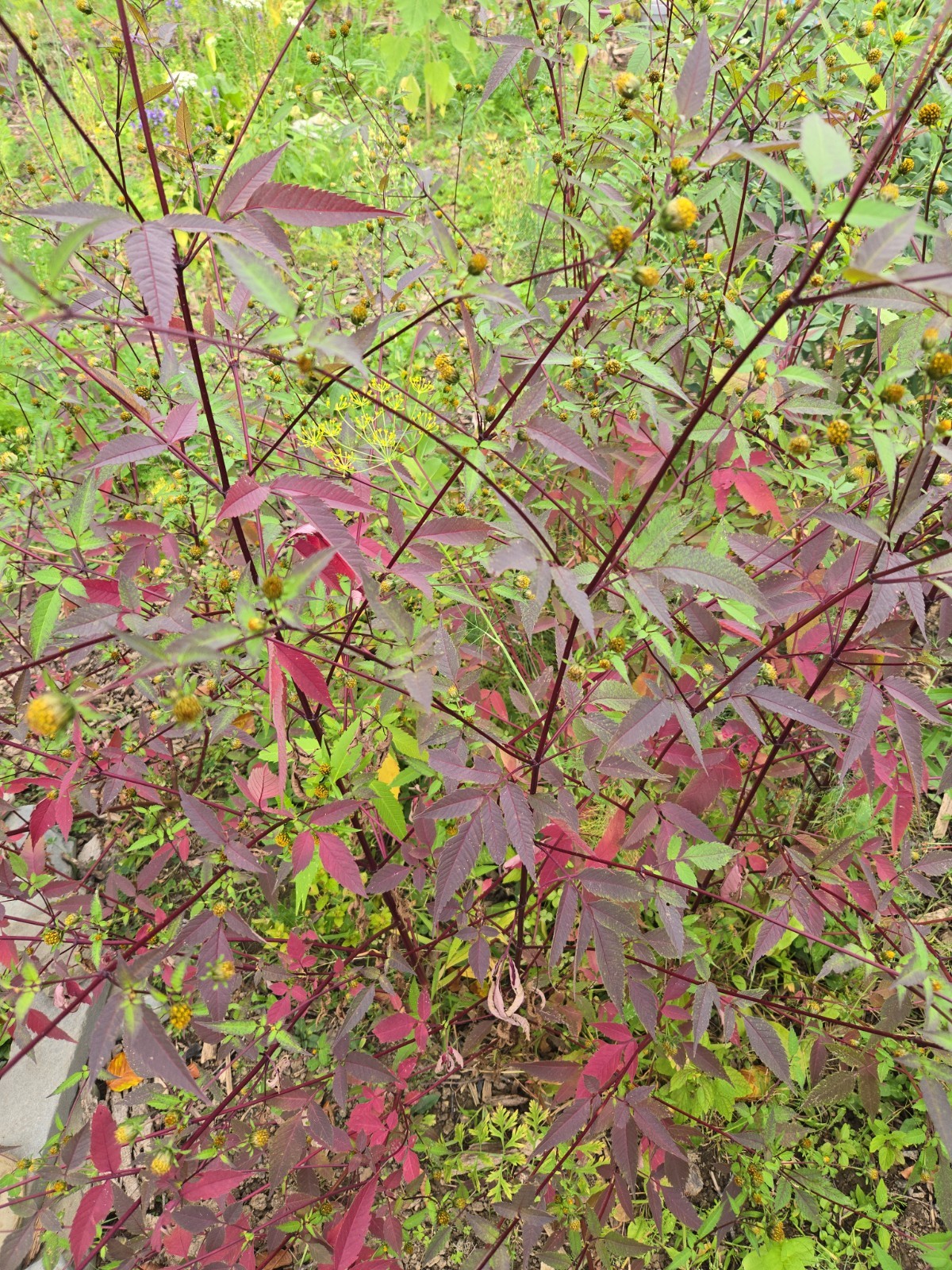 1 GRAM + Bidens Frondosa Seeds/NATIVE United States/Beggarsticks/ORGANIC/Edible
