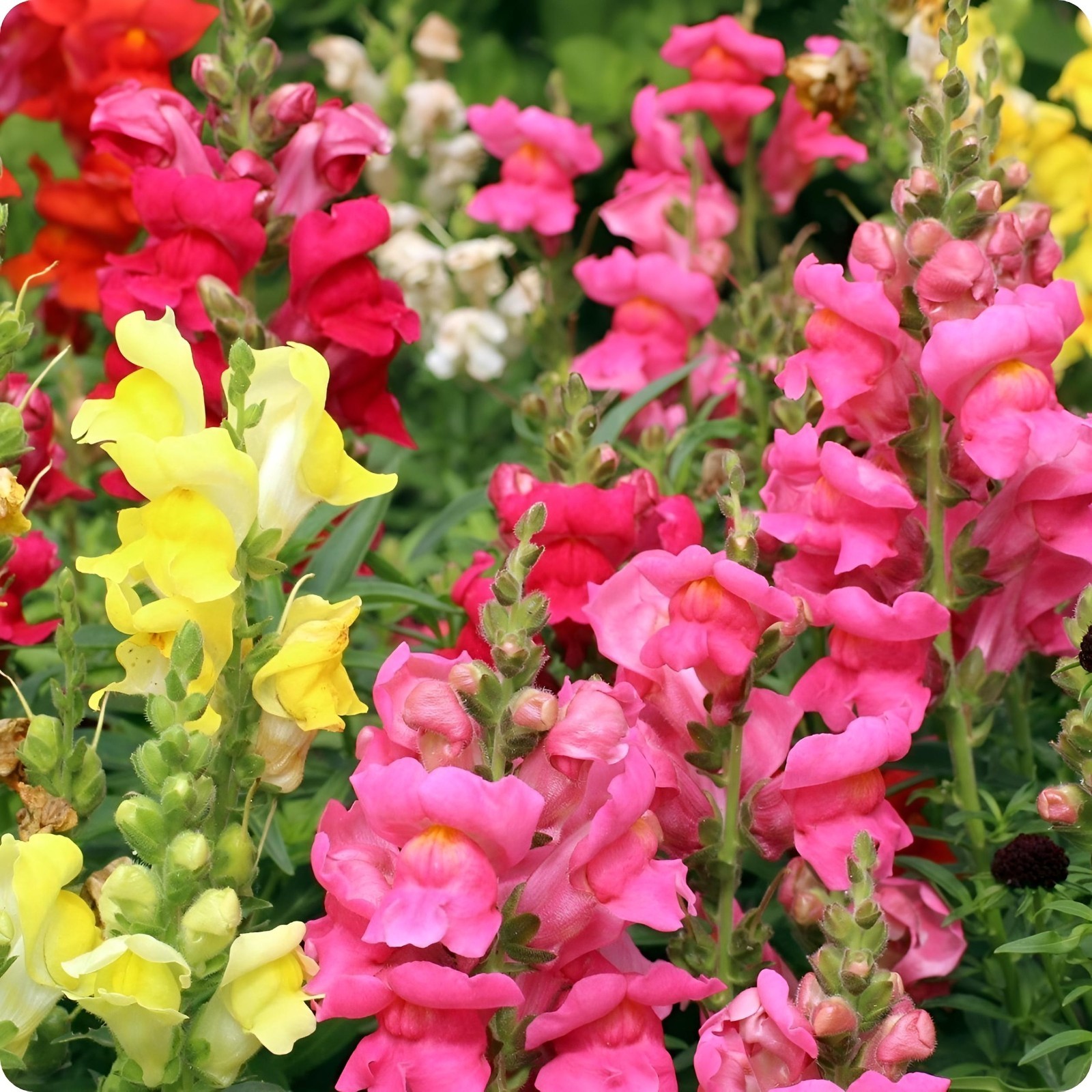 5000+ SNAPDRAGON MIX FLOWER SEEDS | FRAGRANT. FREE SHIPPING