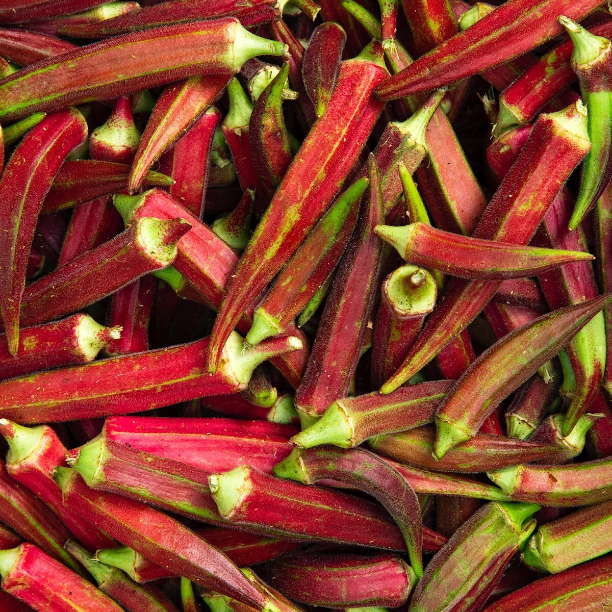 100 Red Burgundy Okra Seeds – Everwilde Farms Mylar Seed Packet